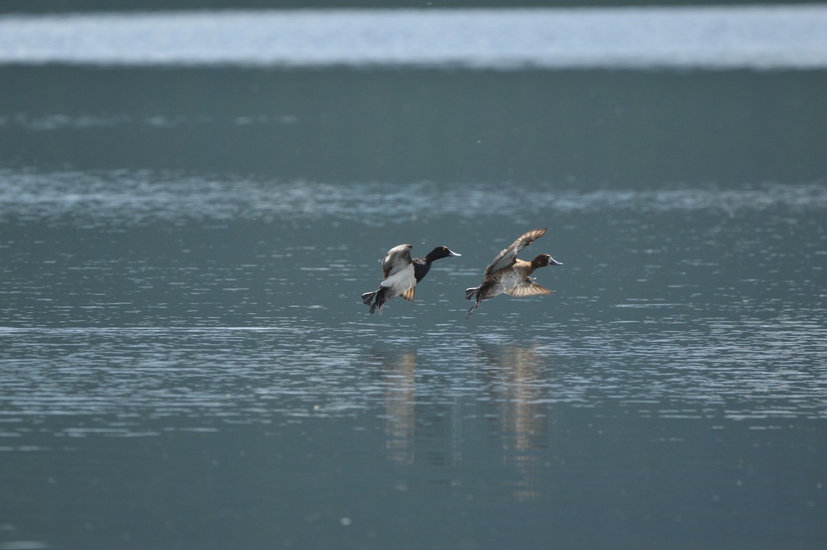 Lesser Scaup - ML620262616