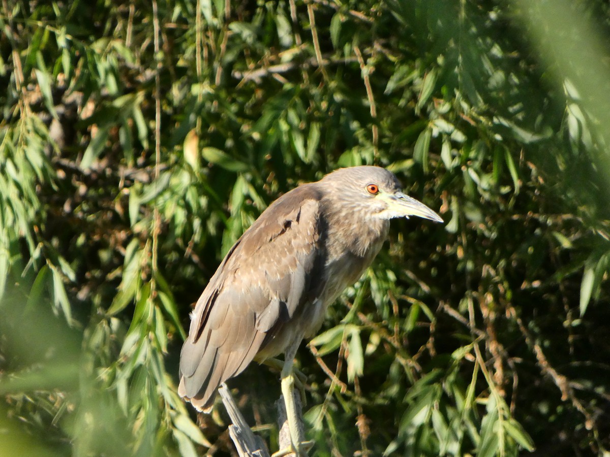 Black-crowned Night Heron - ML620262640