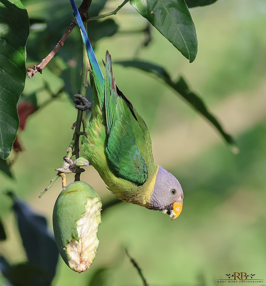 Plum-headed Parakeet - Rajeev Bisht