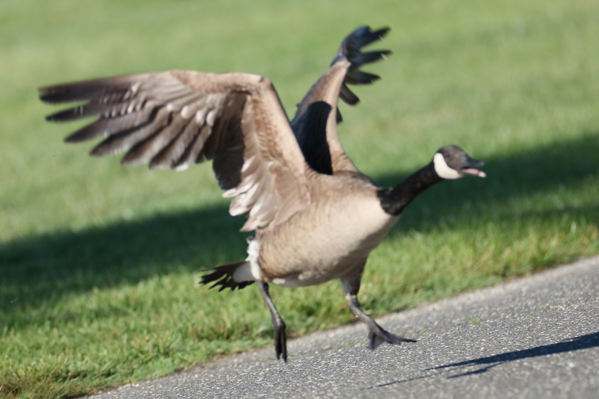 Canada Goose - ML620262649