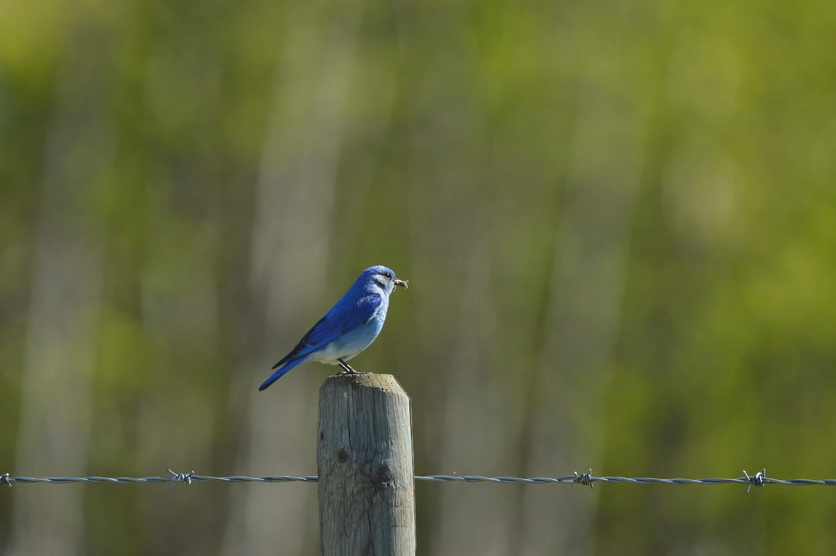 Mountain Bluebird - ML620262658