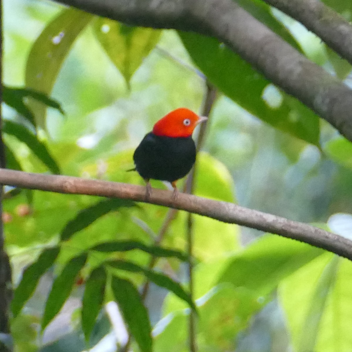 Red-capped Manakin - ML620262668