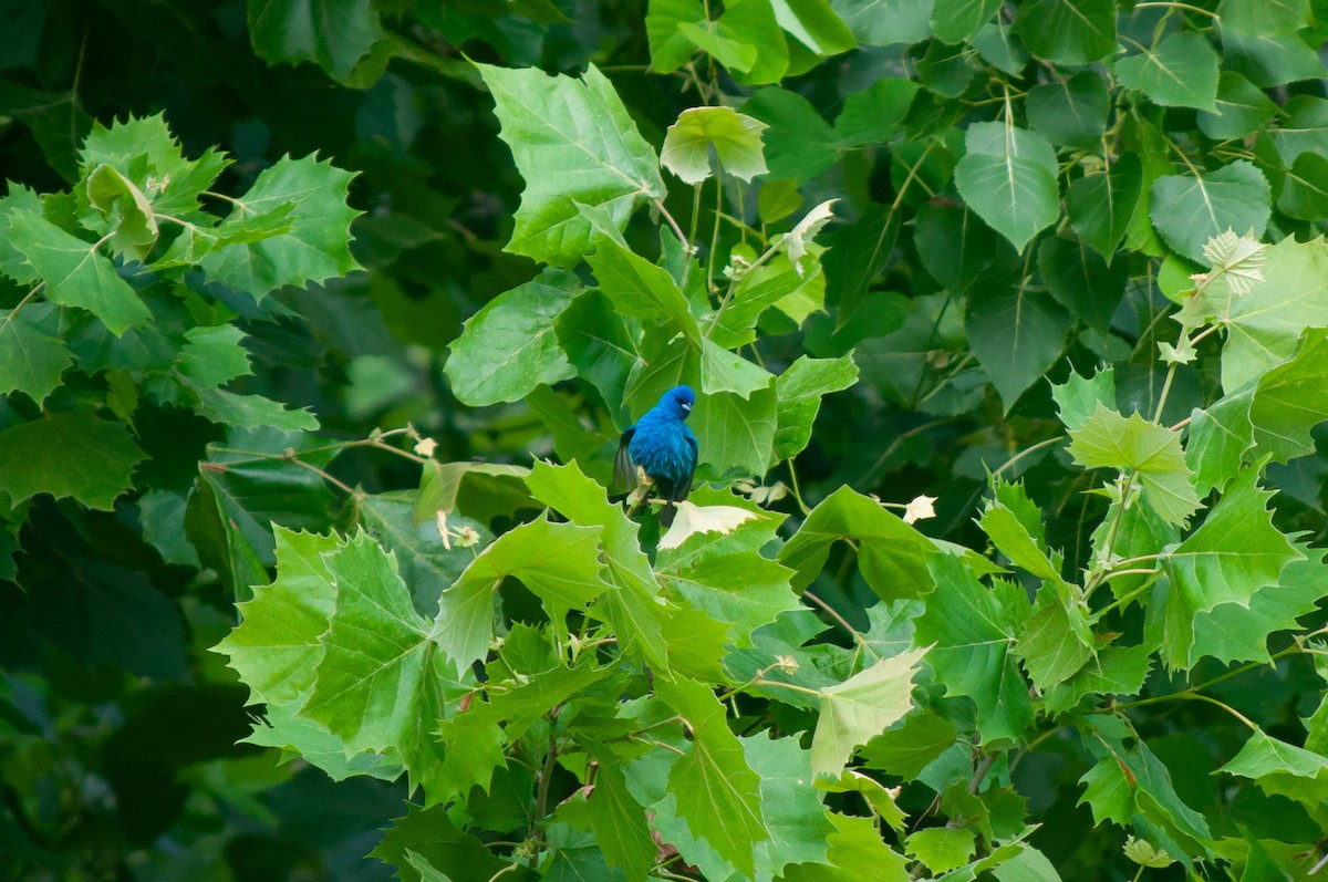 Indigo Bunting - ML620262675