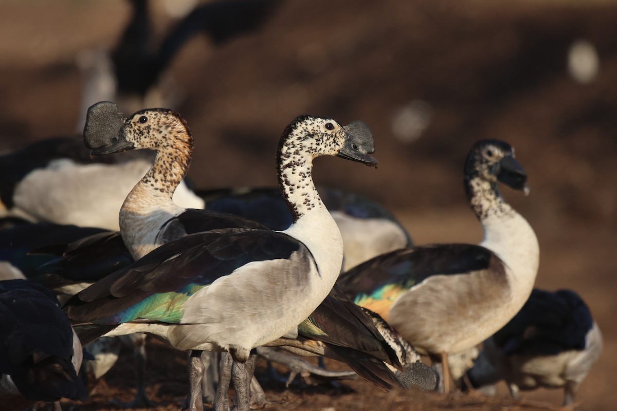 Knob-billed Duck - Frank Willems - Birding Zambia