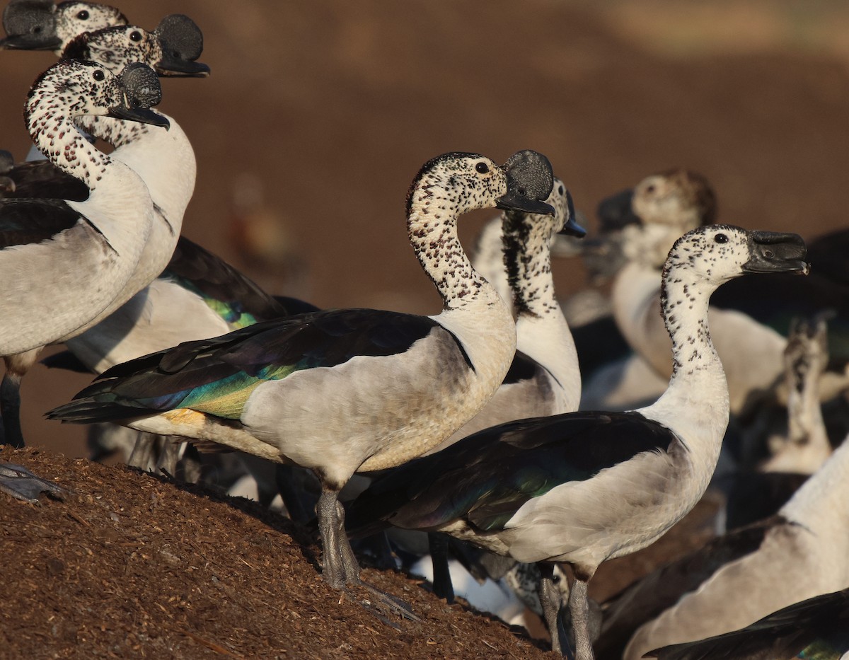 Knob-billed Duck - Frank Willems - Birding Zambia