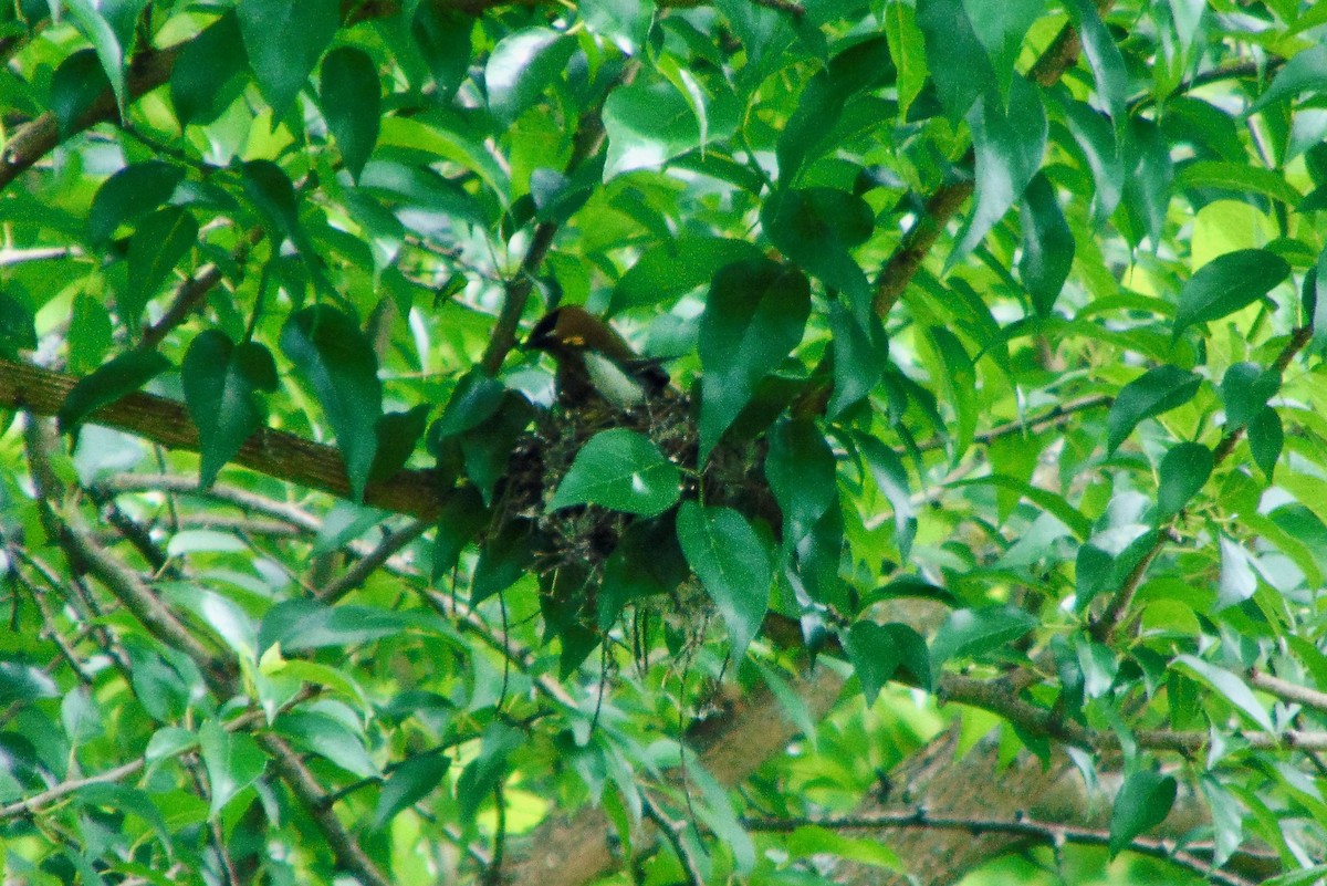 Cedar Waxwing - ML620262686