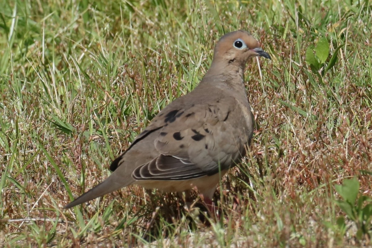 Mourning Dove - ML620262689