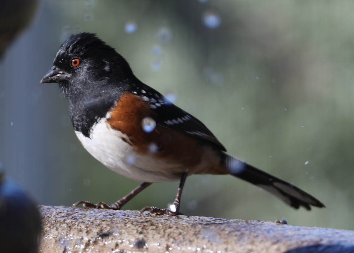 Spotted Towhee - ML620262690