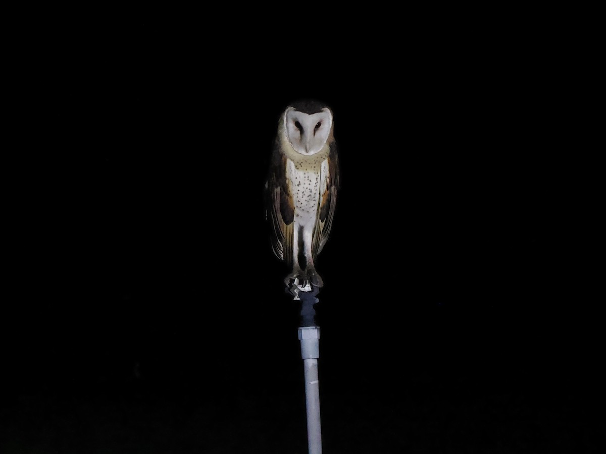 Australasian Grass-Owl - ML620262696