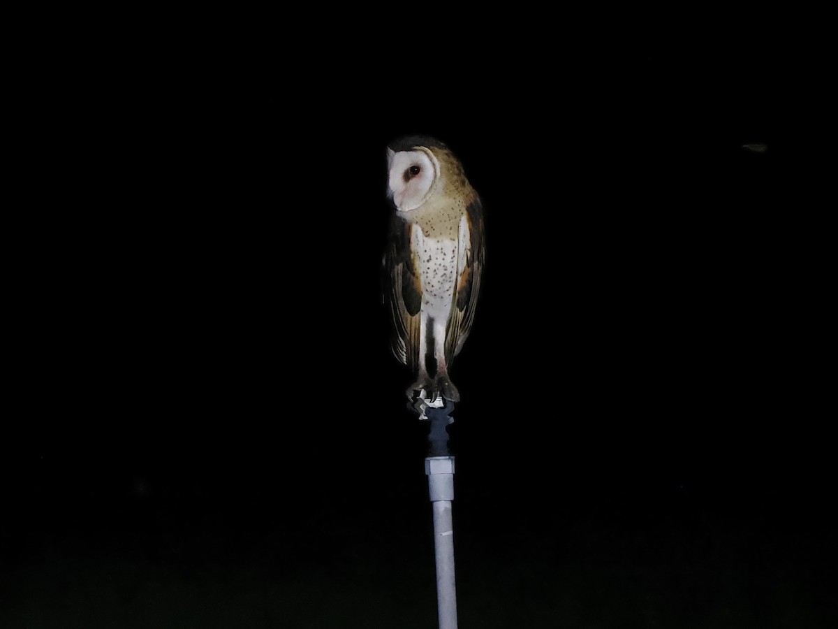 Australasian Grass-Owl - ML620262697