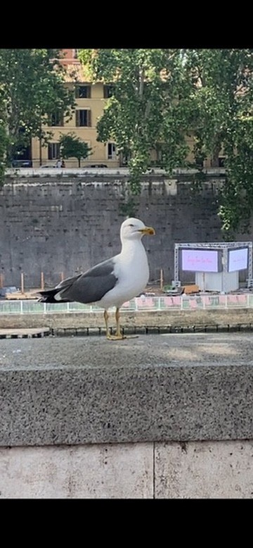 Gaviota Patiamarilla - ML620262699