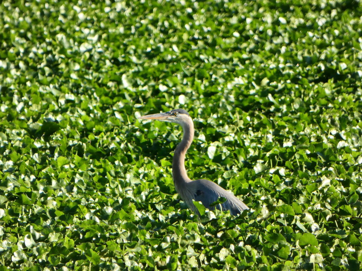 Great Blue Heron - ML620262704