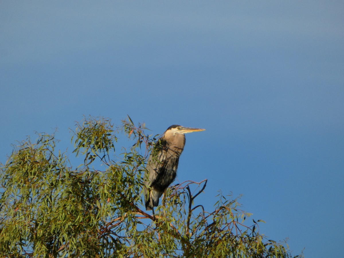 Great Blue Heron - Cohen Reno