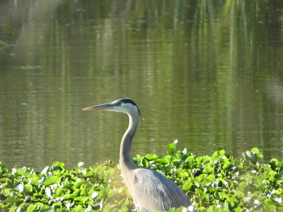 Great Blue Heron - ML620262708