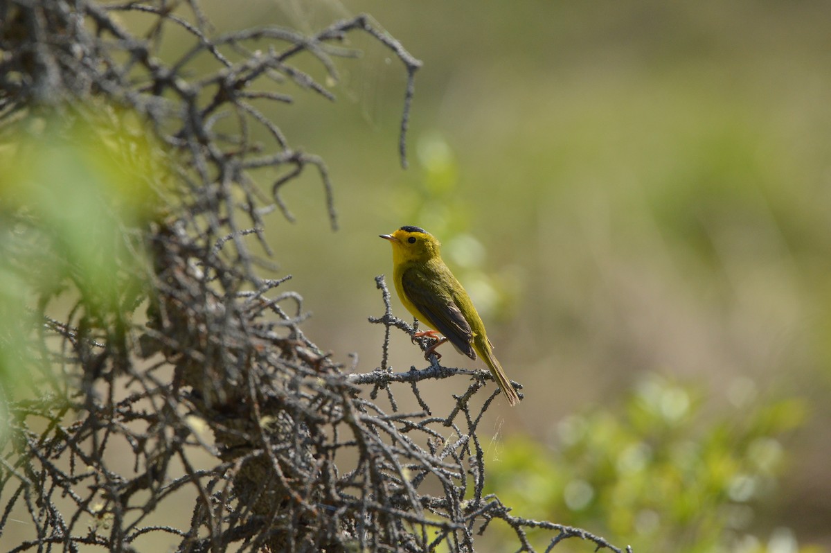 Wilson's Warbler - ML620262712