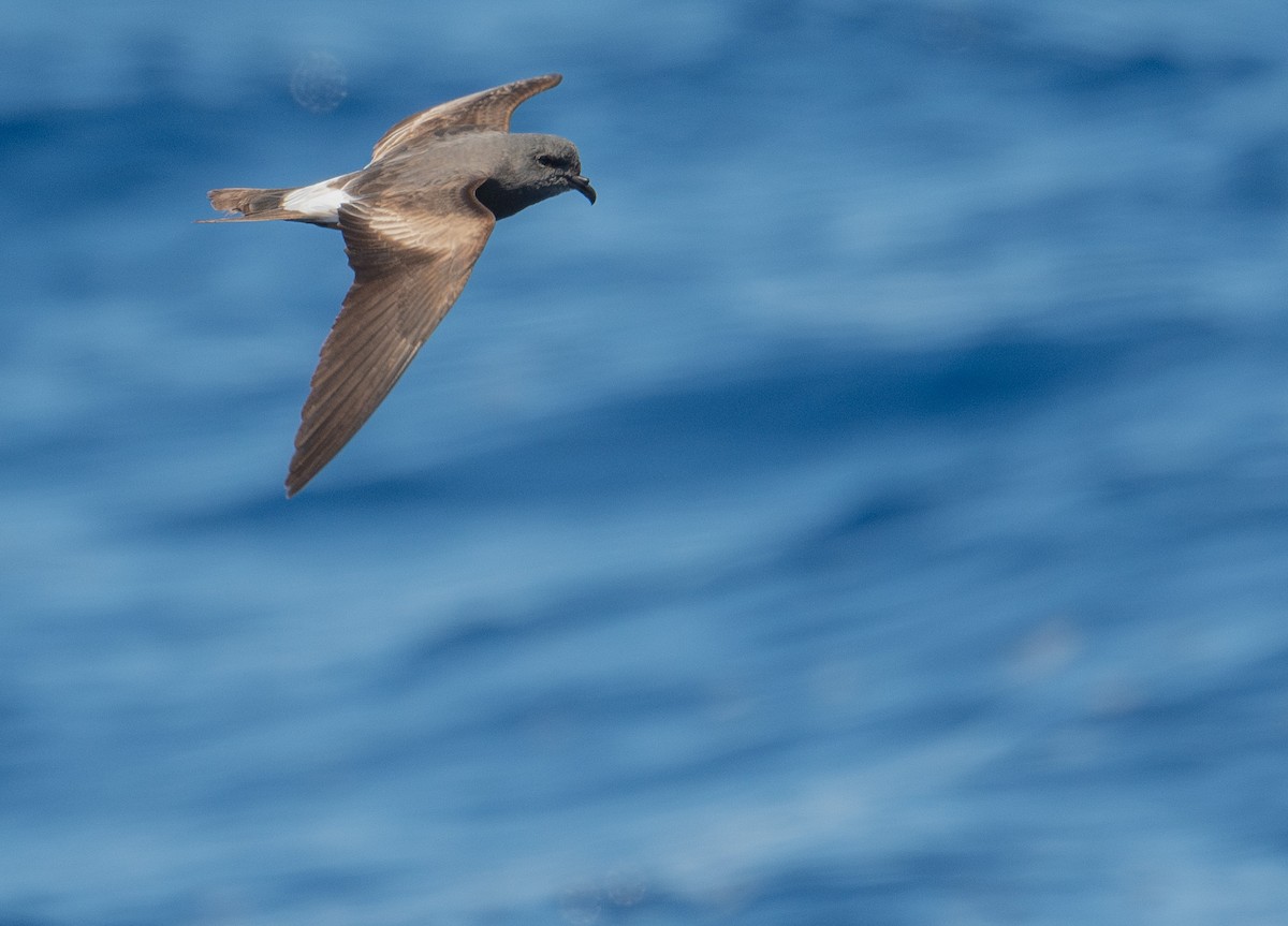 Leach's Storm-Petrel - ML620262723