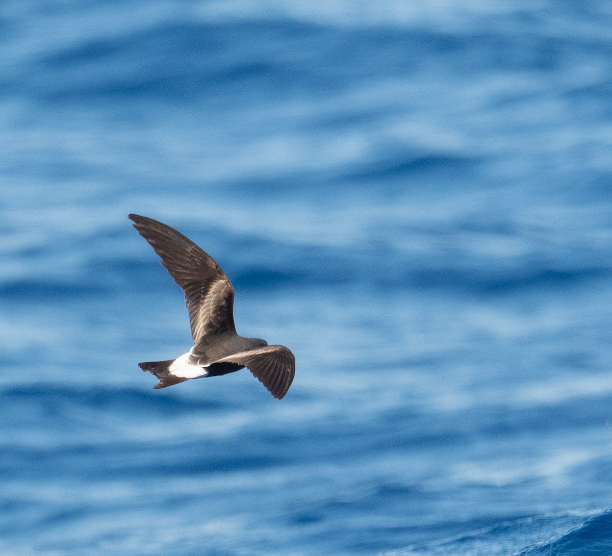 Leach's Storm-Petrel - ML620262727