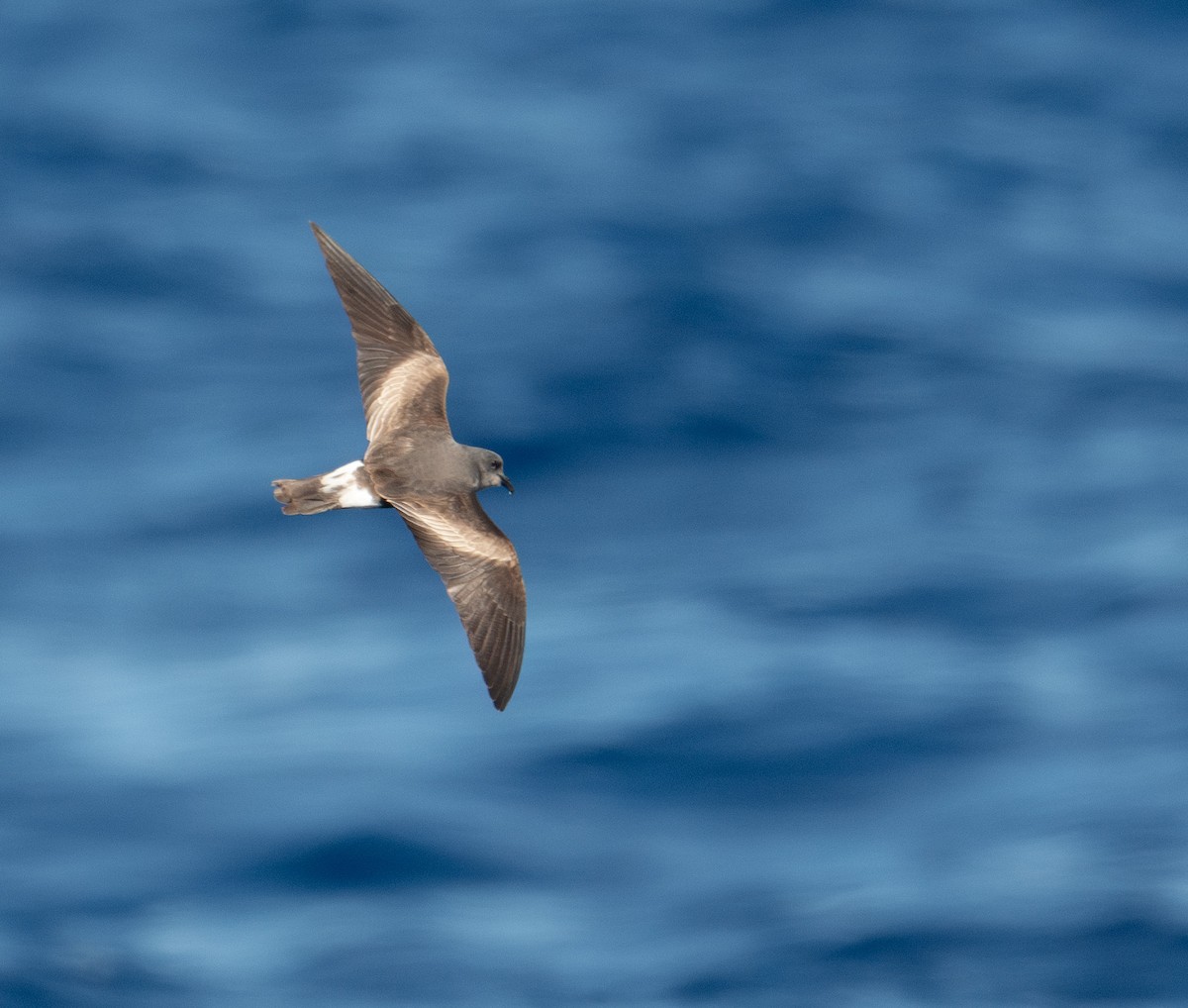 Leach's Storm-Petrel - ML620262728