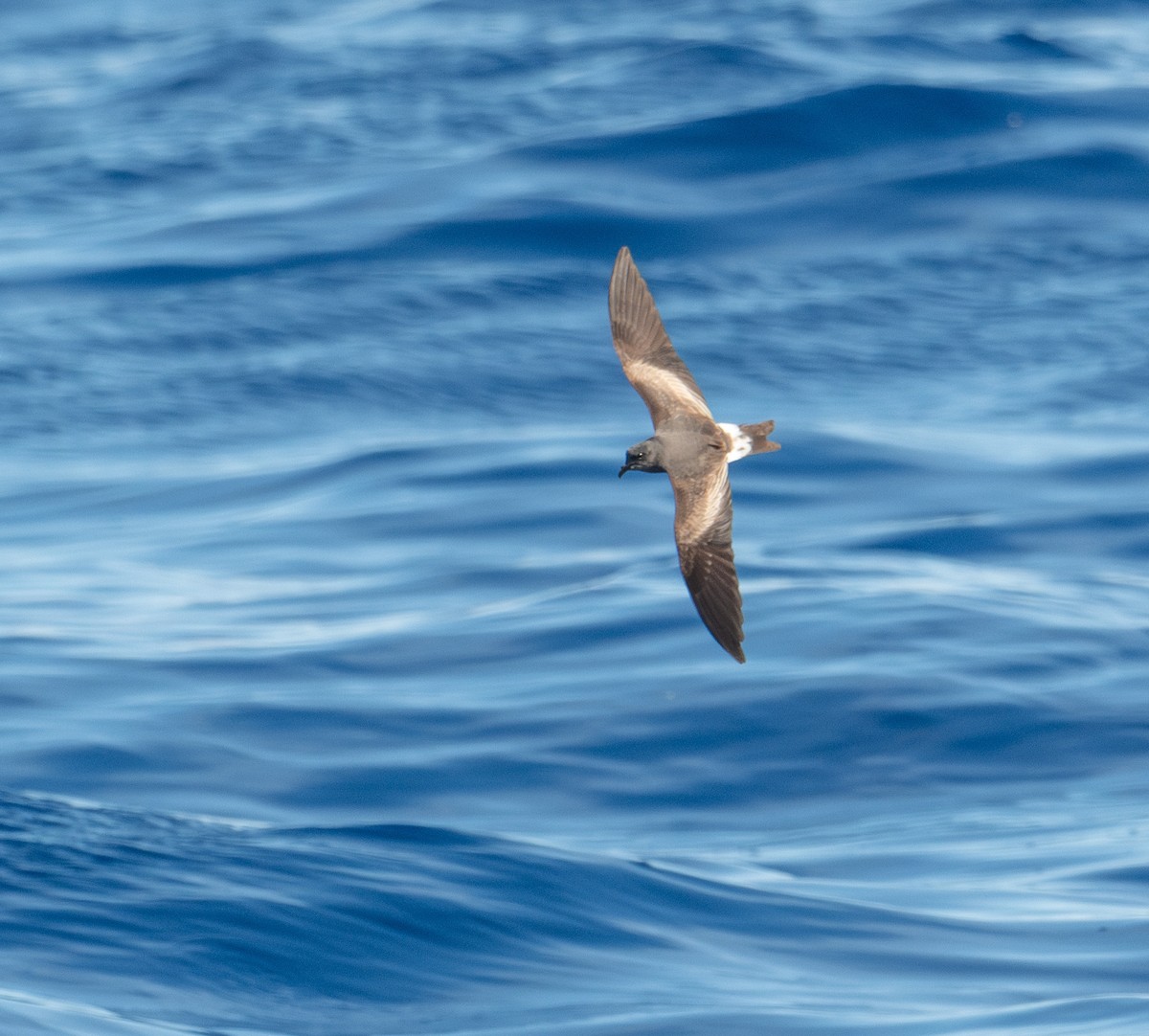 Leach's Storm-Petrel - ML620262731