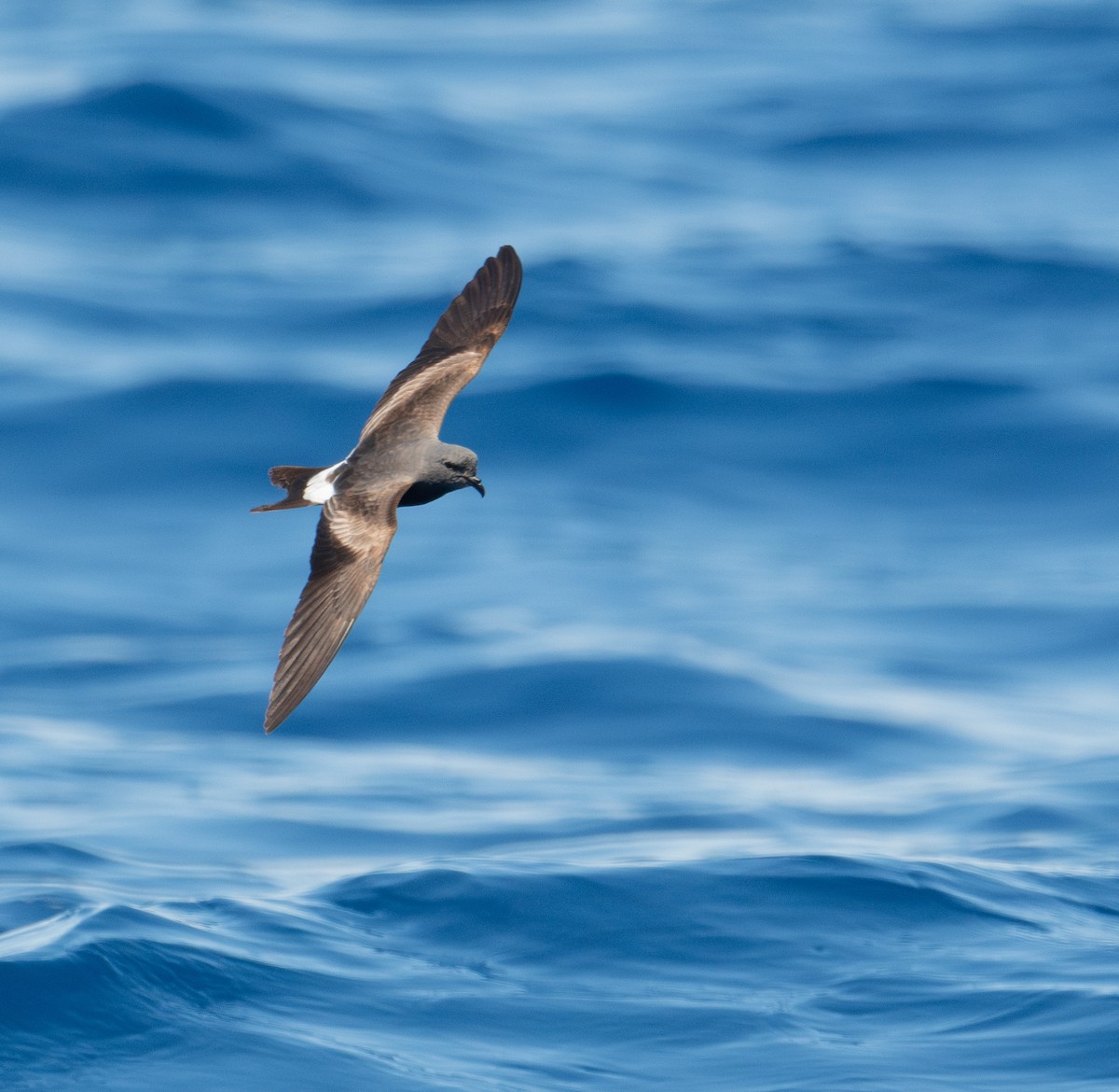 Leach's Storm-Petrel - ML620262734