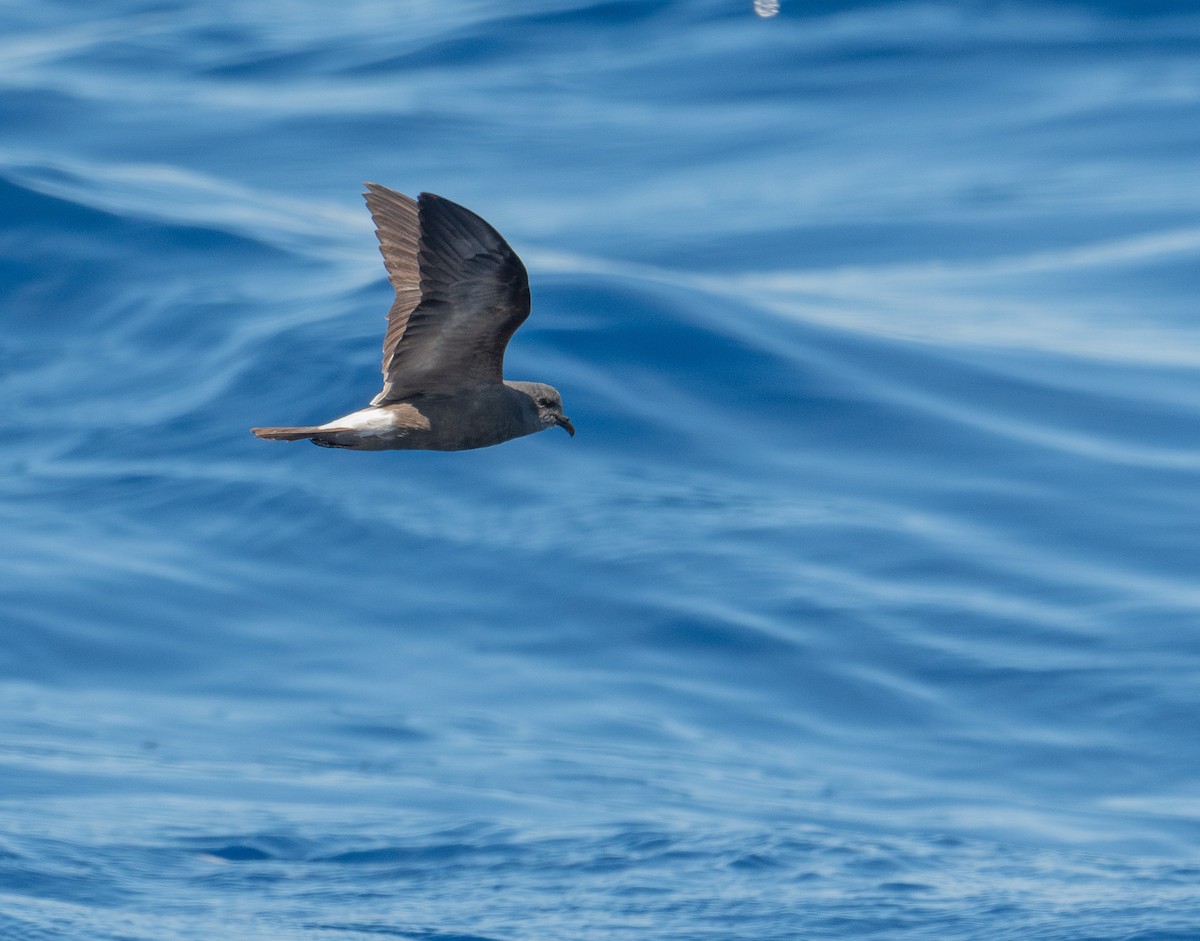 Leach's Storm-Petrel - ML620262736