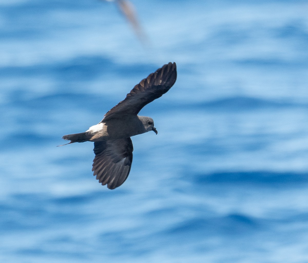 Leach's Storm-Petrel - ML620262741