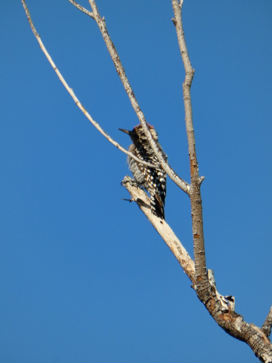 Ladder-backed Woodpecker - Cohen Reno