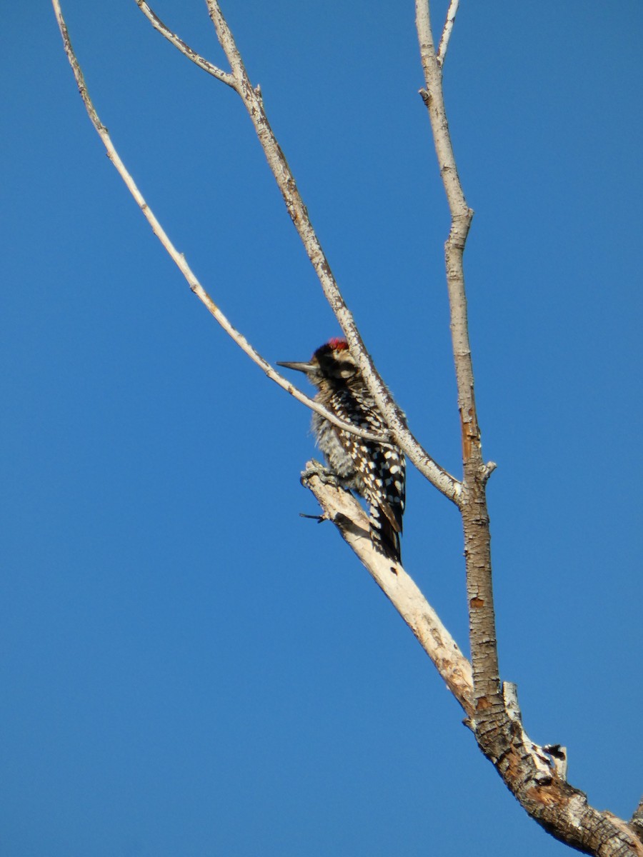 Ladder-backed Woodpecker - ML620262763