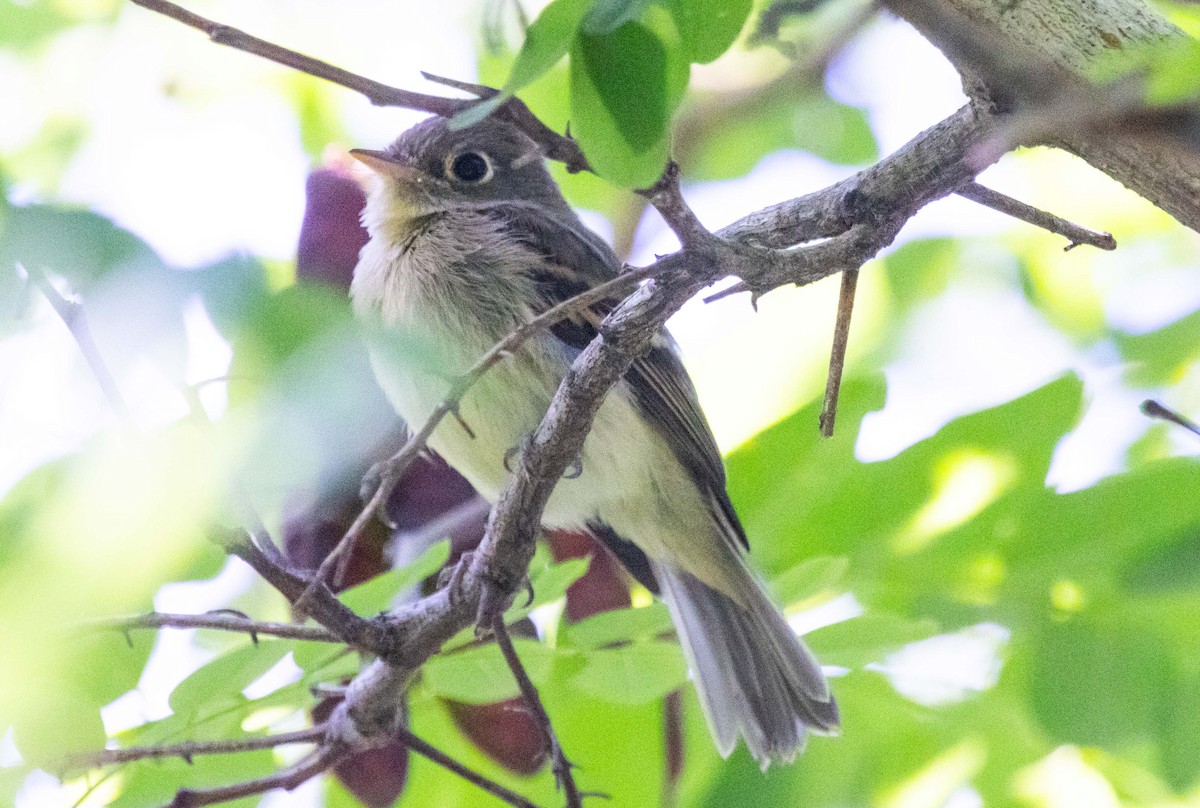 Western Flycatcher - ML620262774