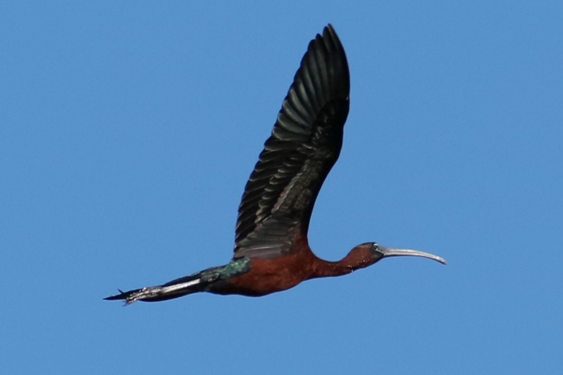 Glossy Ibis - ML620262777