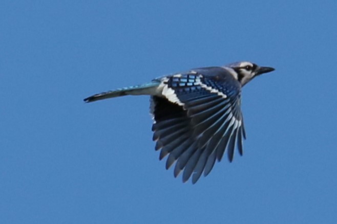 Blue Jay - ML620262786