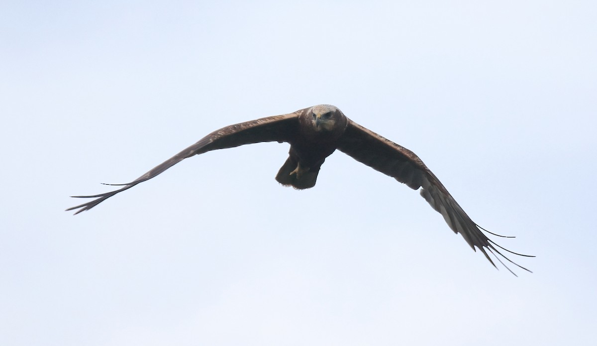 Western Marsh Harrier - Craig Reed