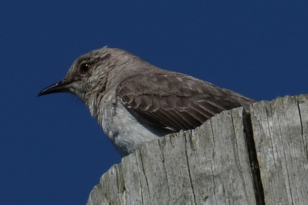 Northern Mockingbird - ML620262789