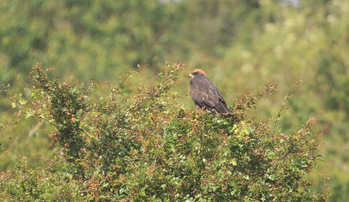 Western Marsh Harrier - ML620262790