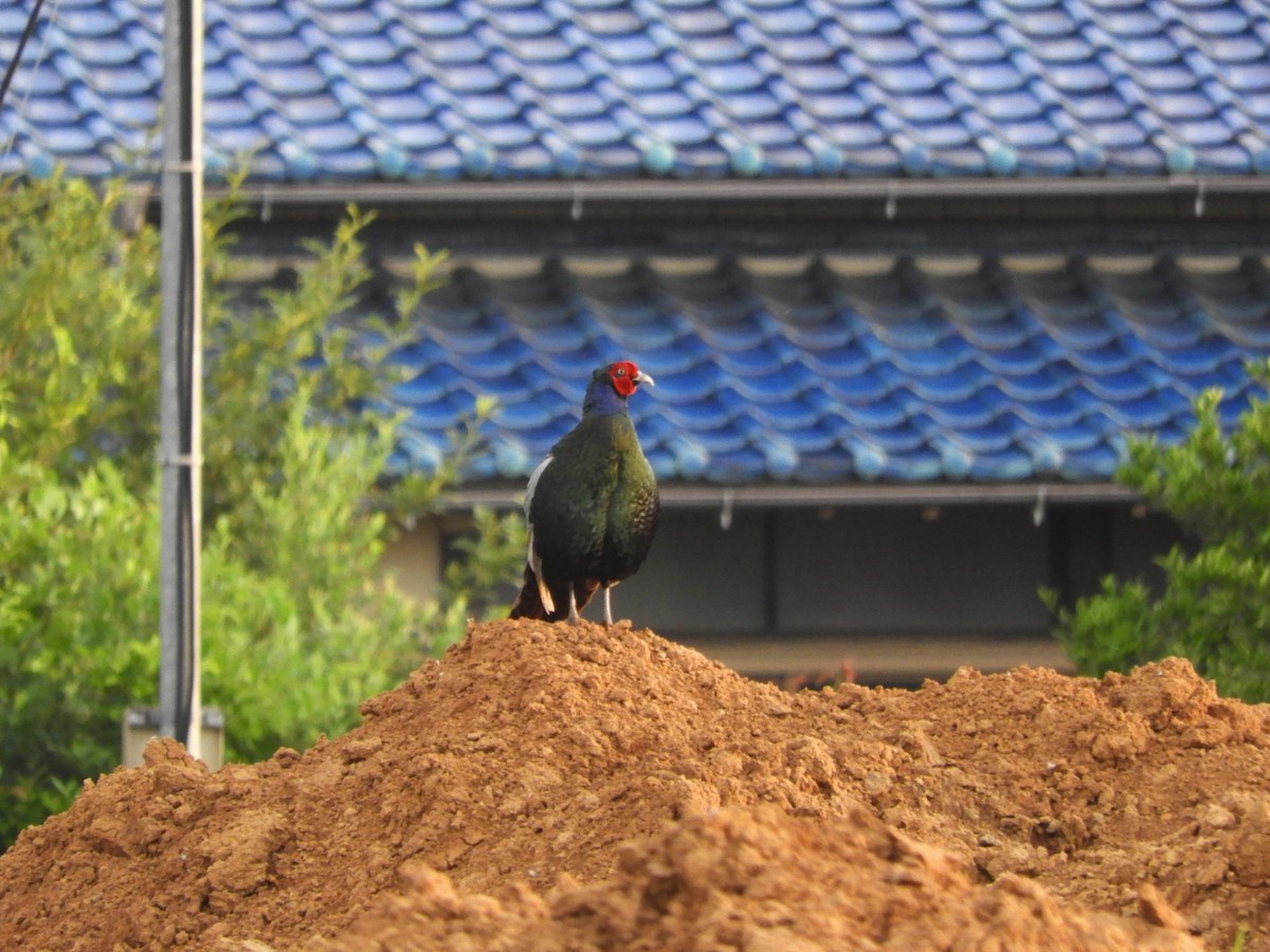 Green Pheasant - ML620262791