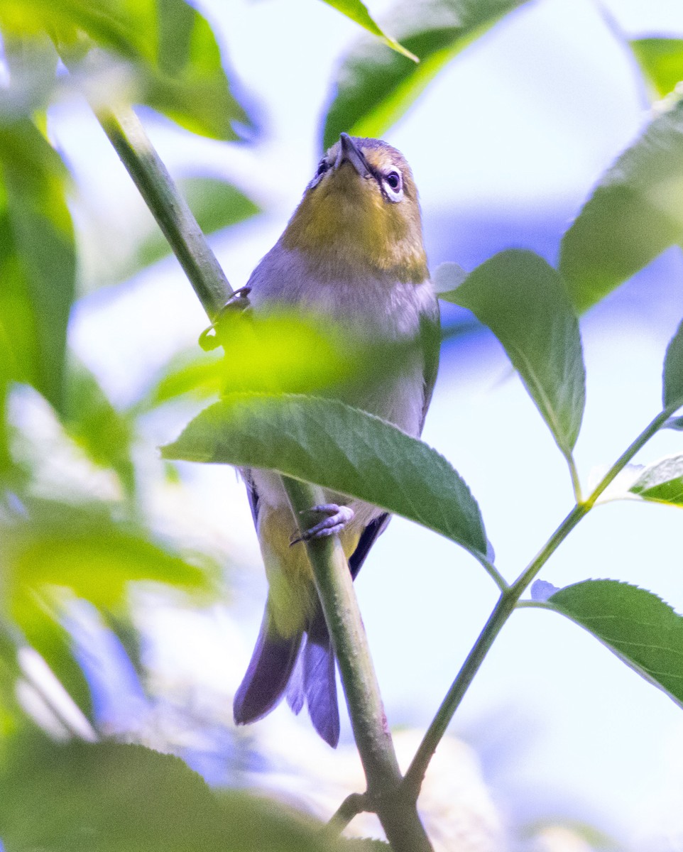 Swinhoe's White-eye - ML620262792