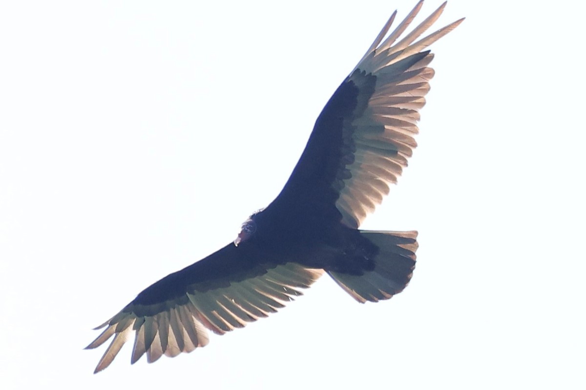 Turkey Vulture - ML620262793