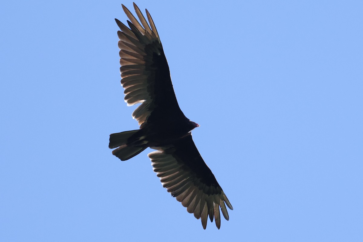 Turkey Vulture - ML620262794