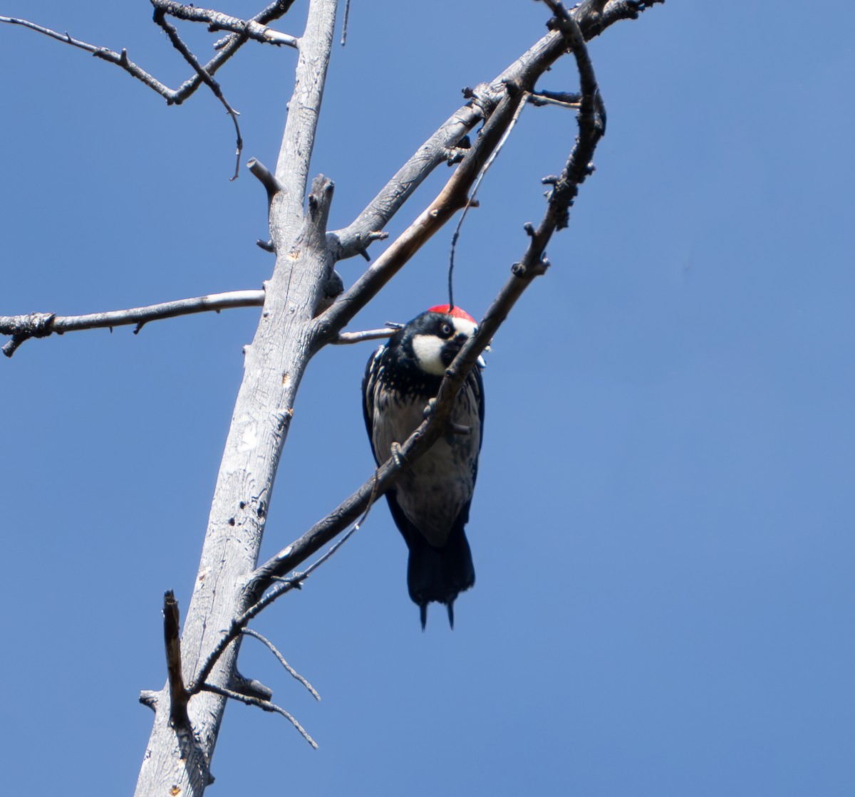 Acorn Woodpecker - ML620262797