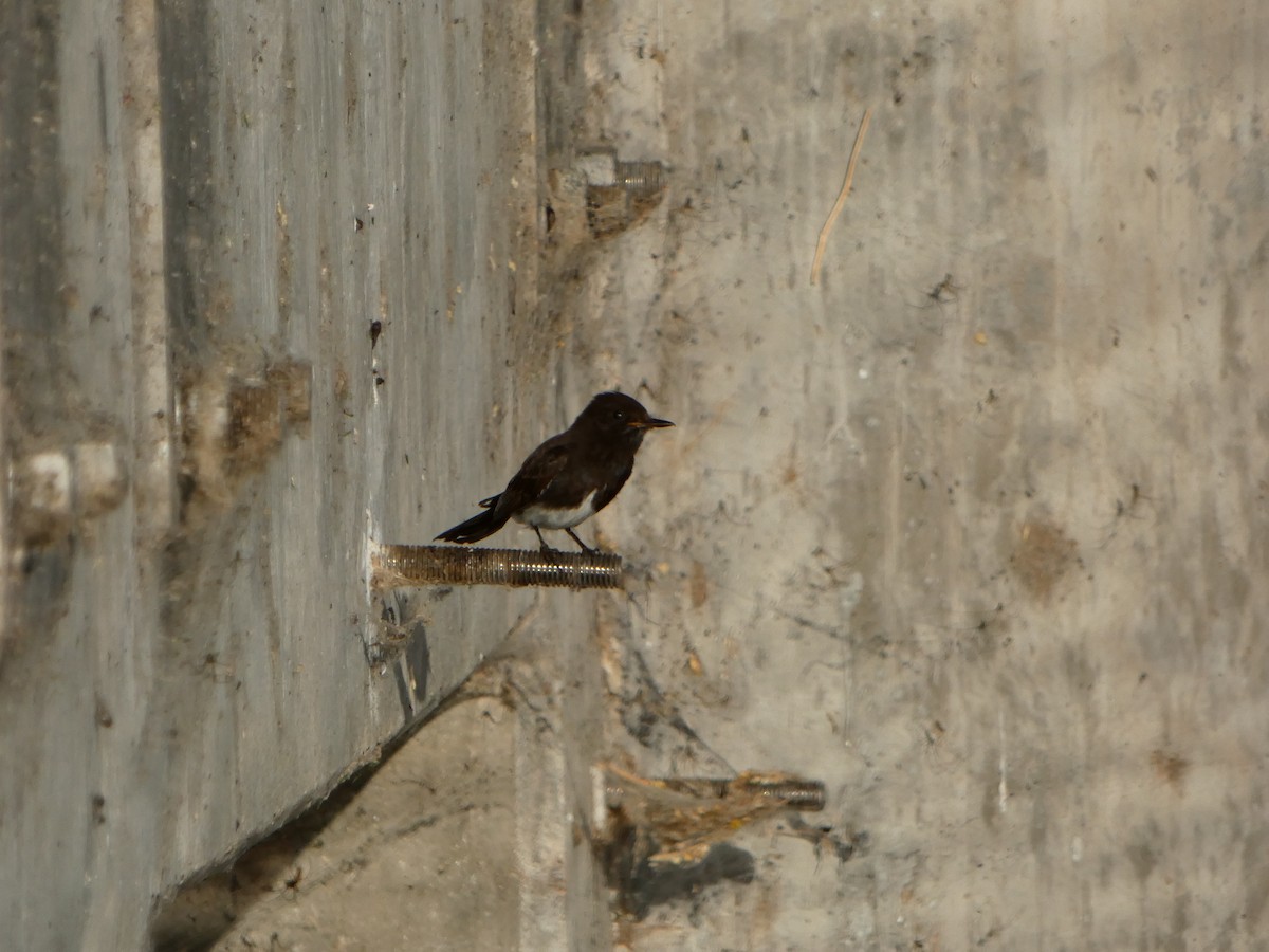 Black Phoebe - ML620262799