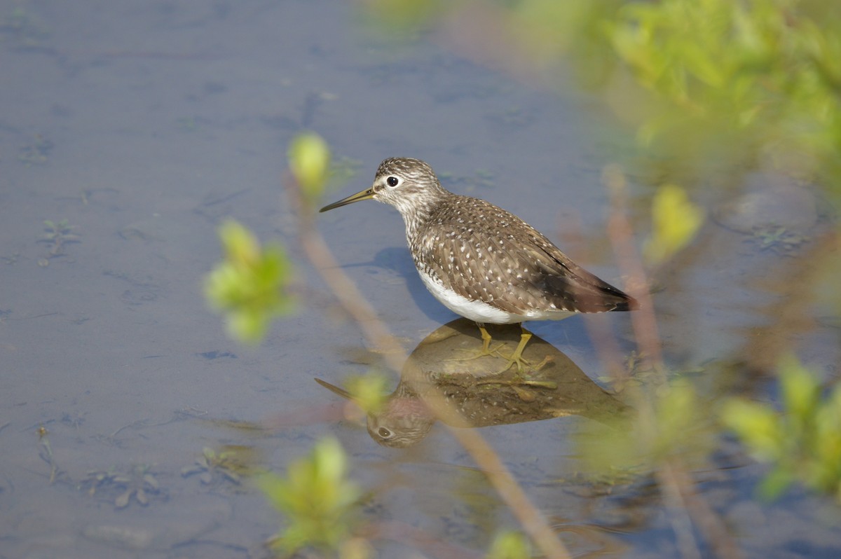 Solitary Sandpiper - ML620262805