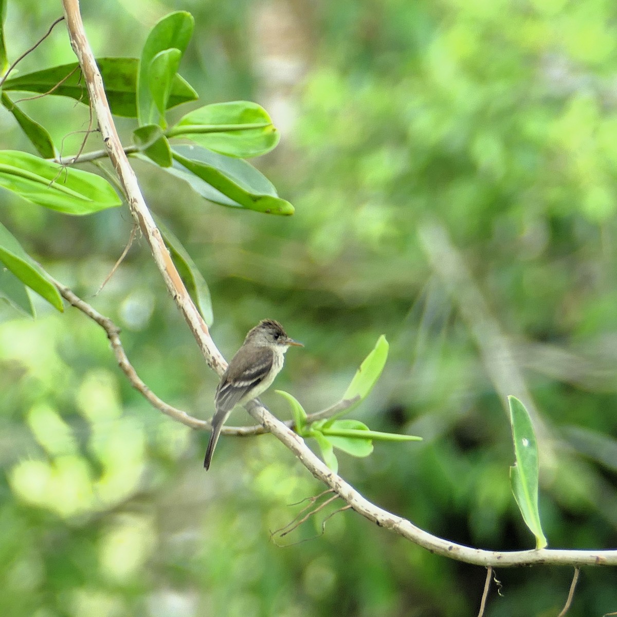 Northern Tropical Pewee - Ulrike Schmölzer