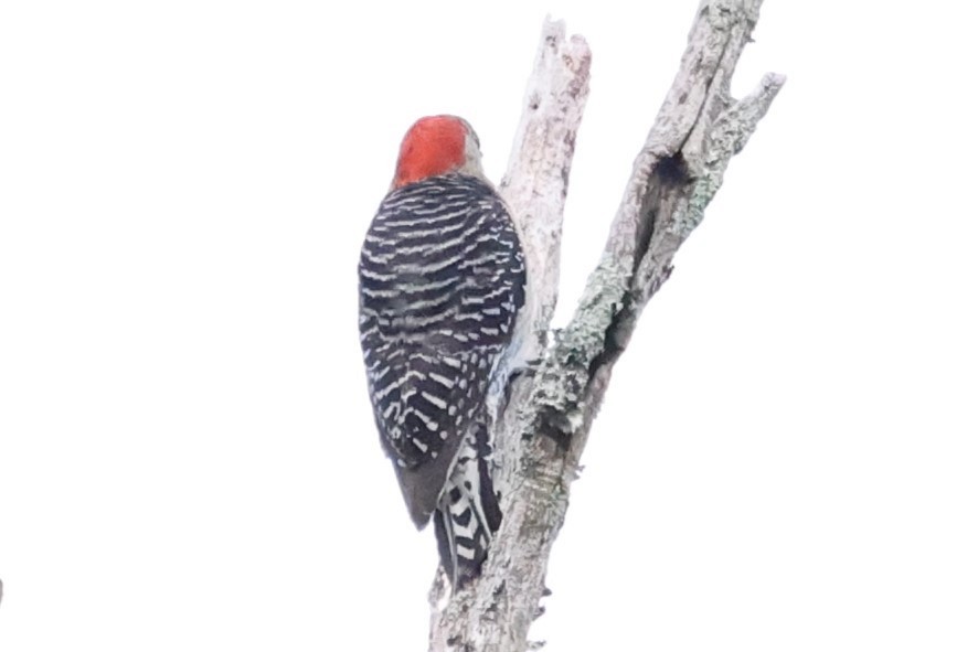 Red-bellied Woodpecker - ML620262815