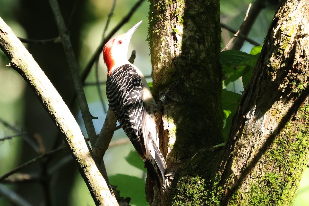 Red-bellied Woodpecker - ML620262816
