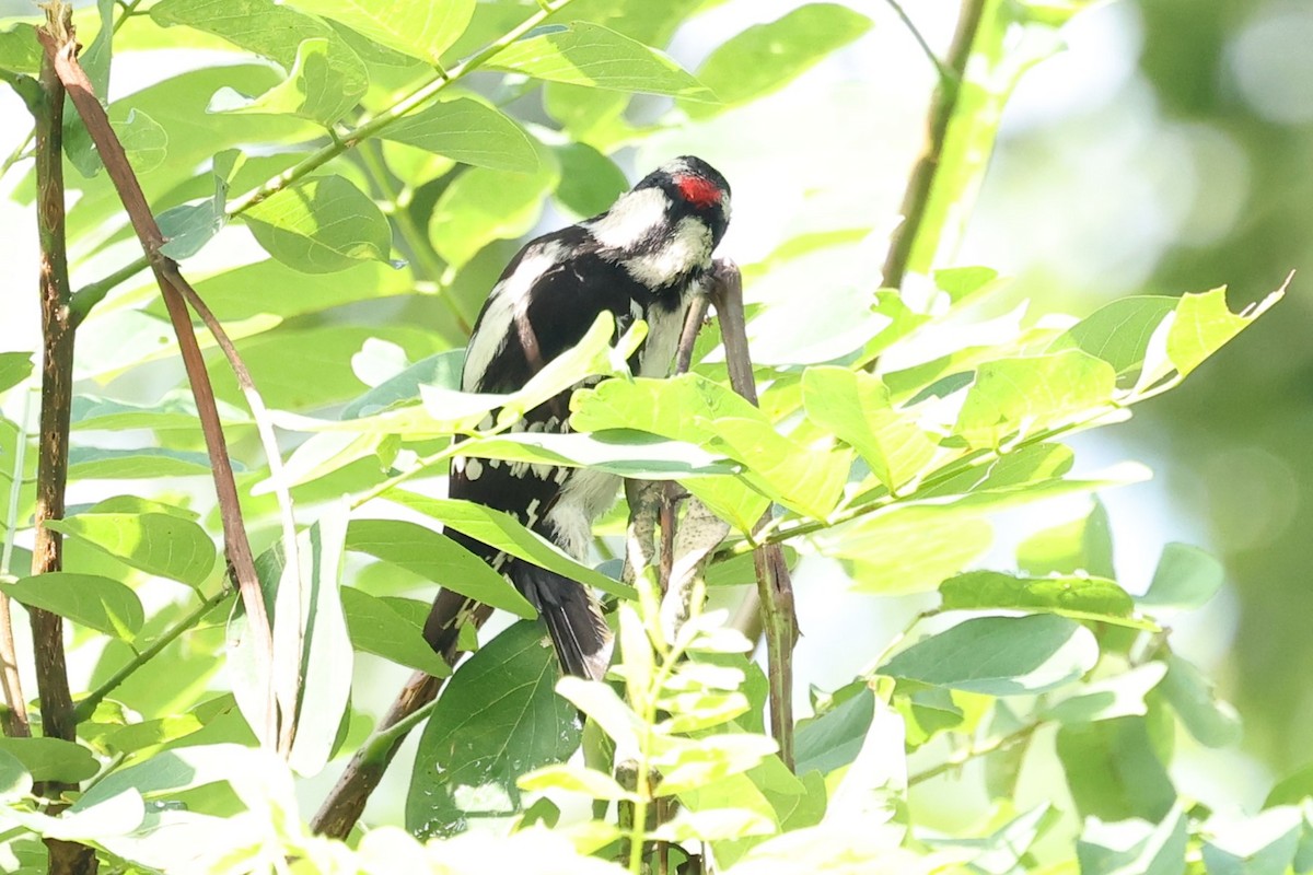 Downy Woodpecker - ML620262823