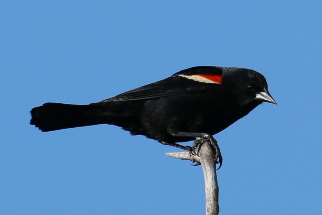 Red-winged Blackbird - ML620262825
