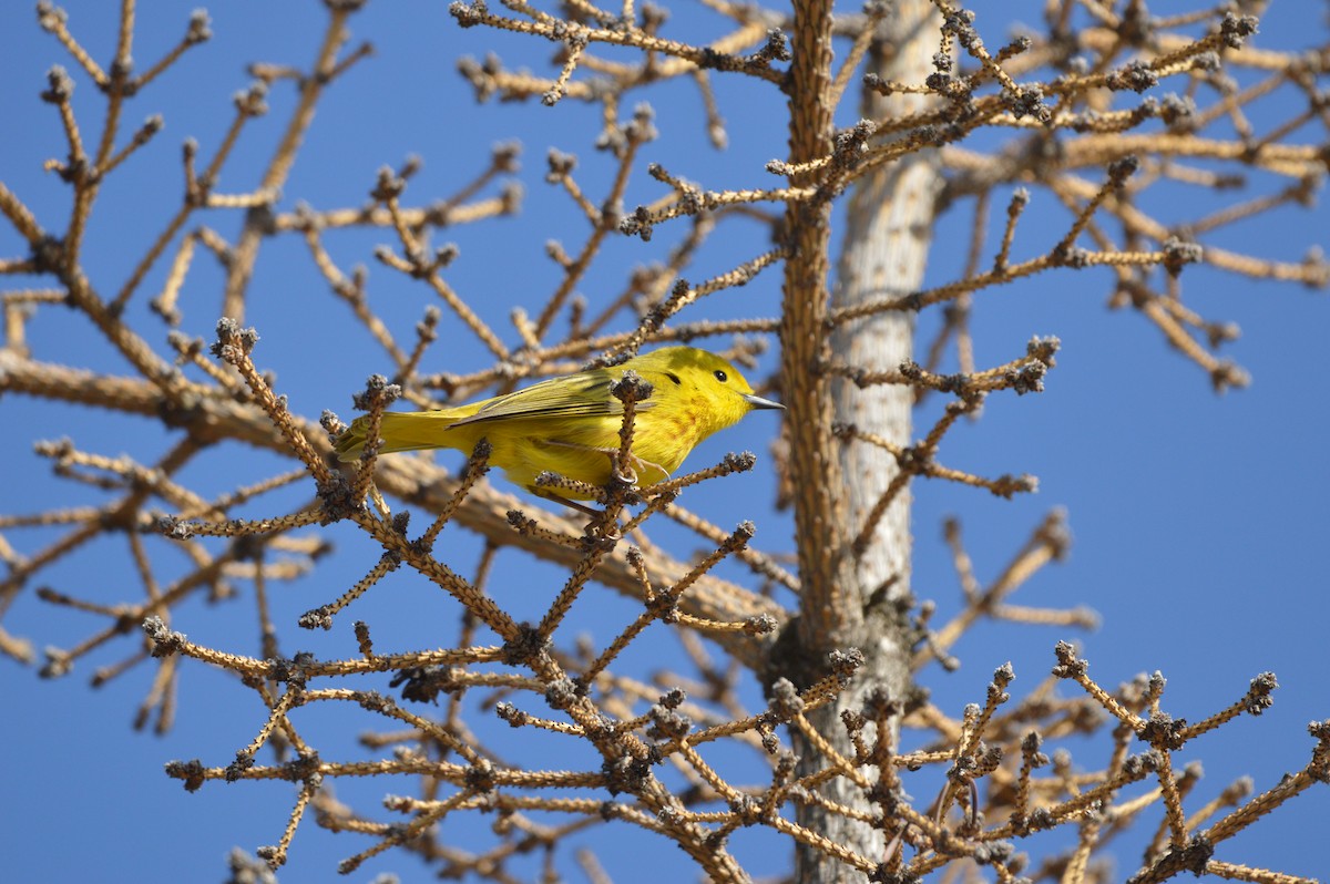 Yellow Warbler - ML620262828