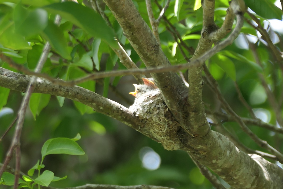 Yellow-bellied Elaenia - Kenrith Carter