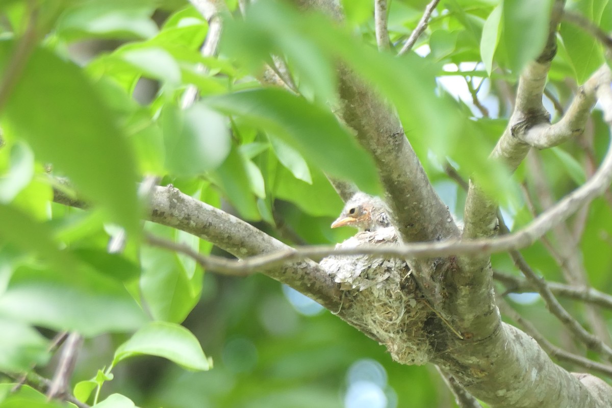 Yellow-bellied Elaenia - ML620262832