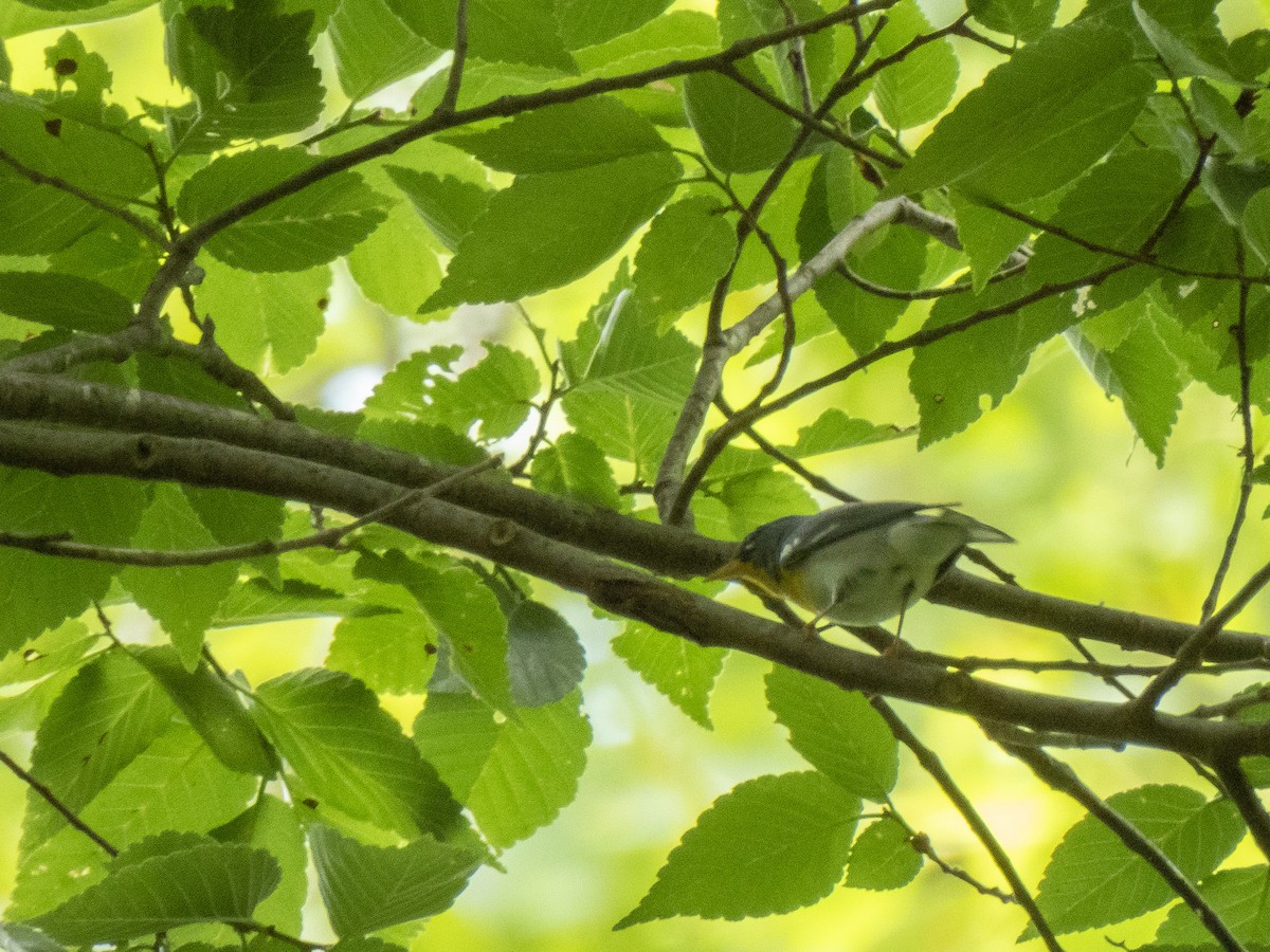 Northern Parula - Christopher B 🦆